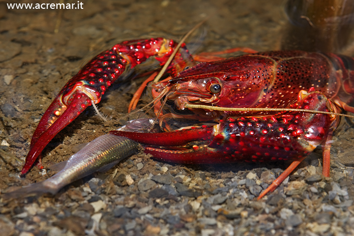 Gambero rosso della Louisiana o Procambarus clarkii, foto, val di vara